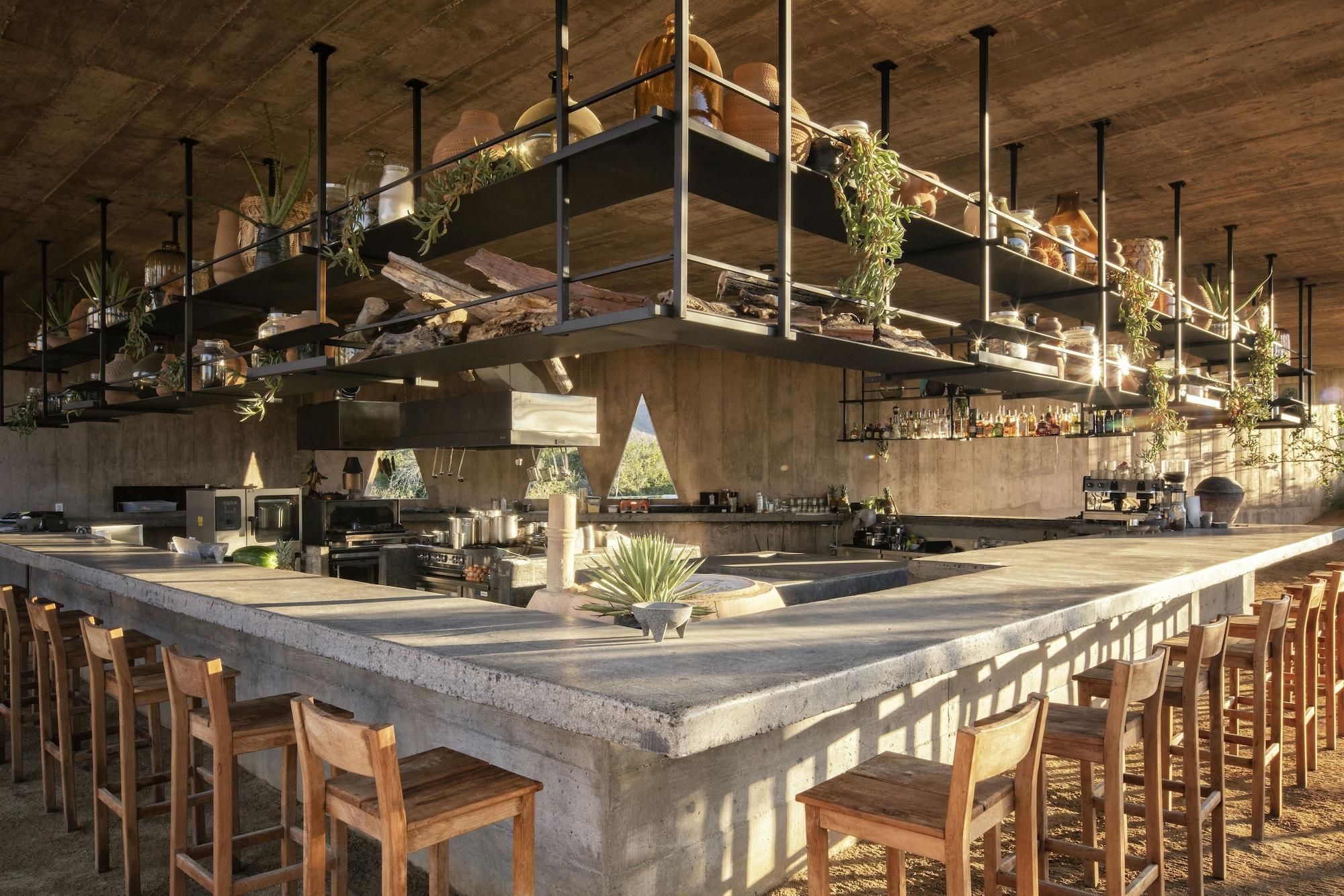 Un amplio bar con estantes altos para plantas y botellas, una barra de hormigón y sillas de madera.