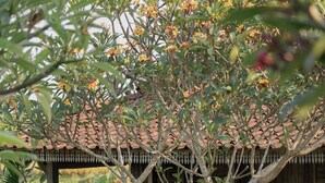 A wooden structure with a staircase leading to a covered area, surrounded by lush greenery and a small garden. - Aswanaya Villas & Suite (Ubud)