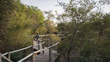 A wooden boardwalk with railings, surrounded by dense greenery and trees.