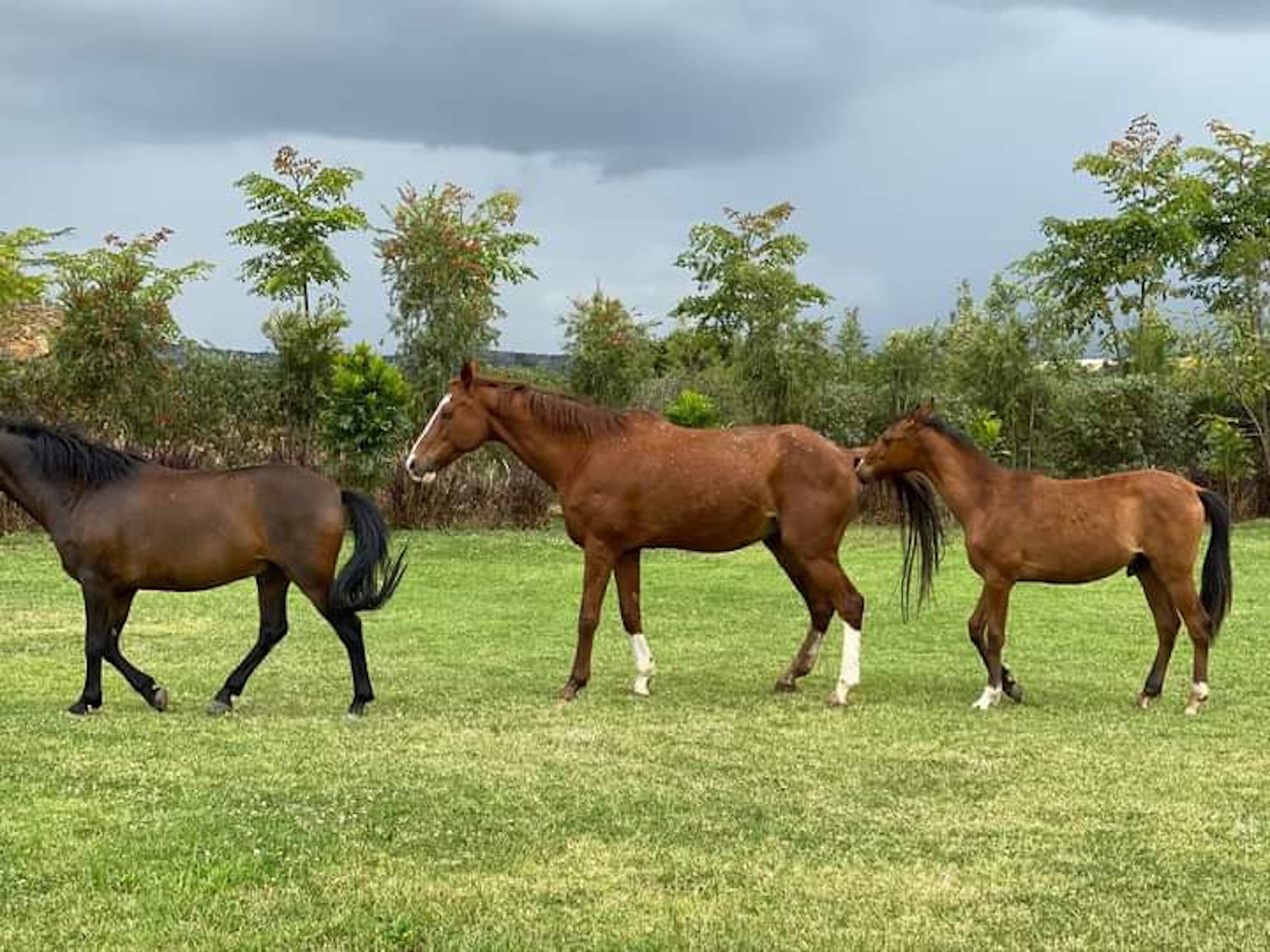 Three horses in a grassy field with trees in the background.
