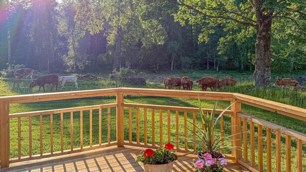 Una terraza de madera con barandilla, plantas en macetas y vista a una pradera con ganado.
