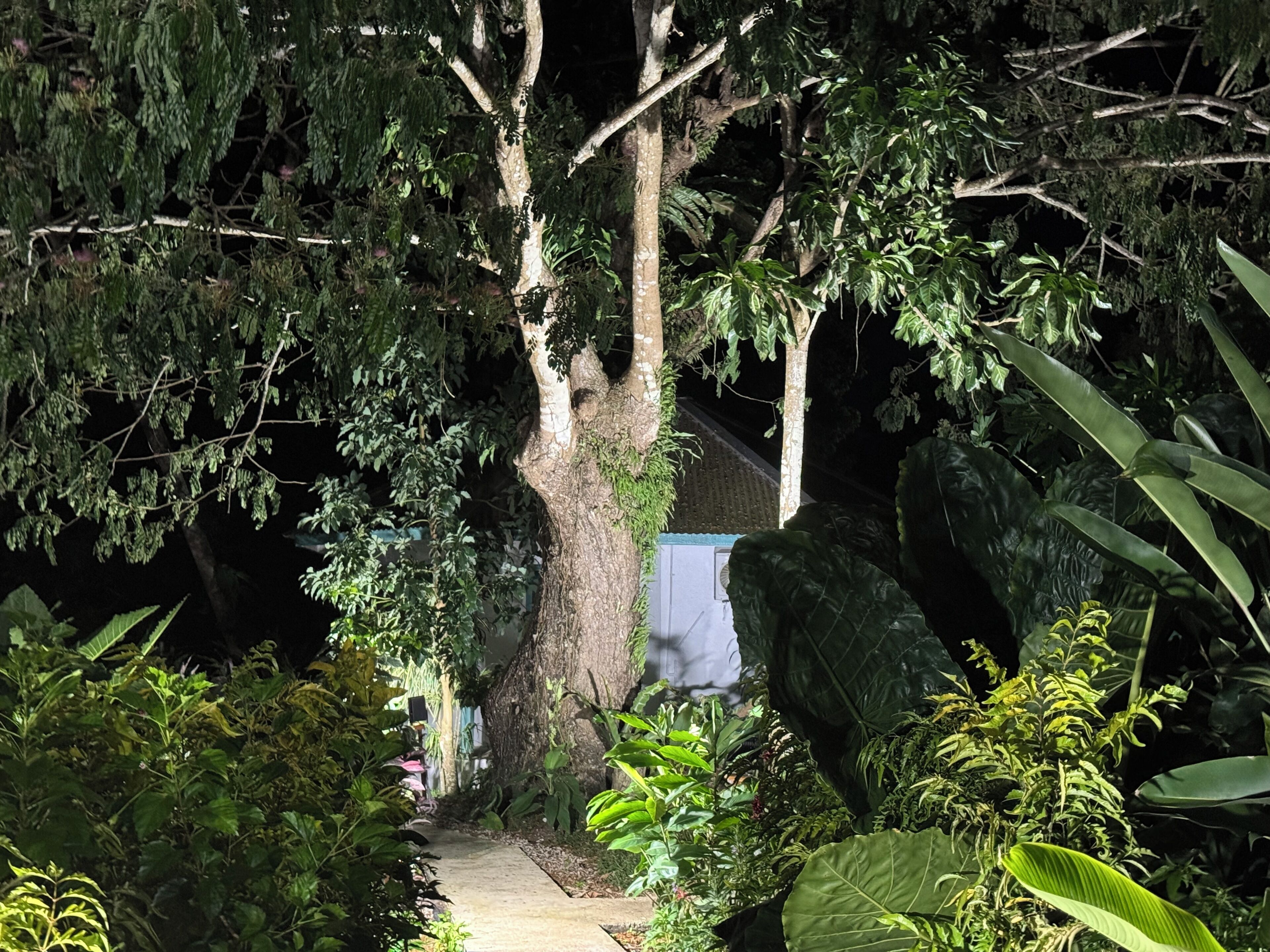A pathway leading through a lush garden with various plants and trees.