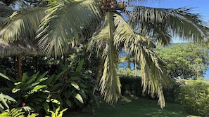 A tropical garden with palm trees, lush greenery, and a clear blue sky.