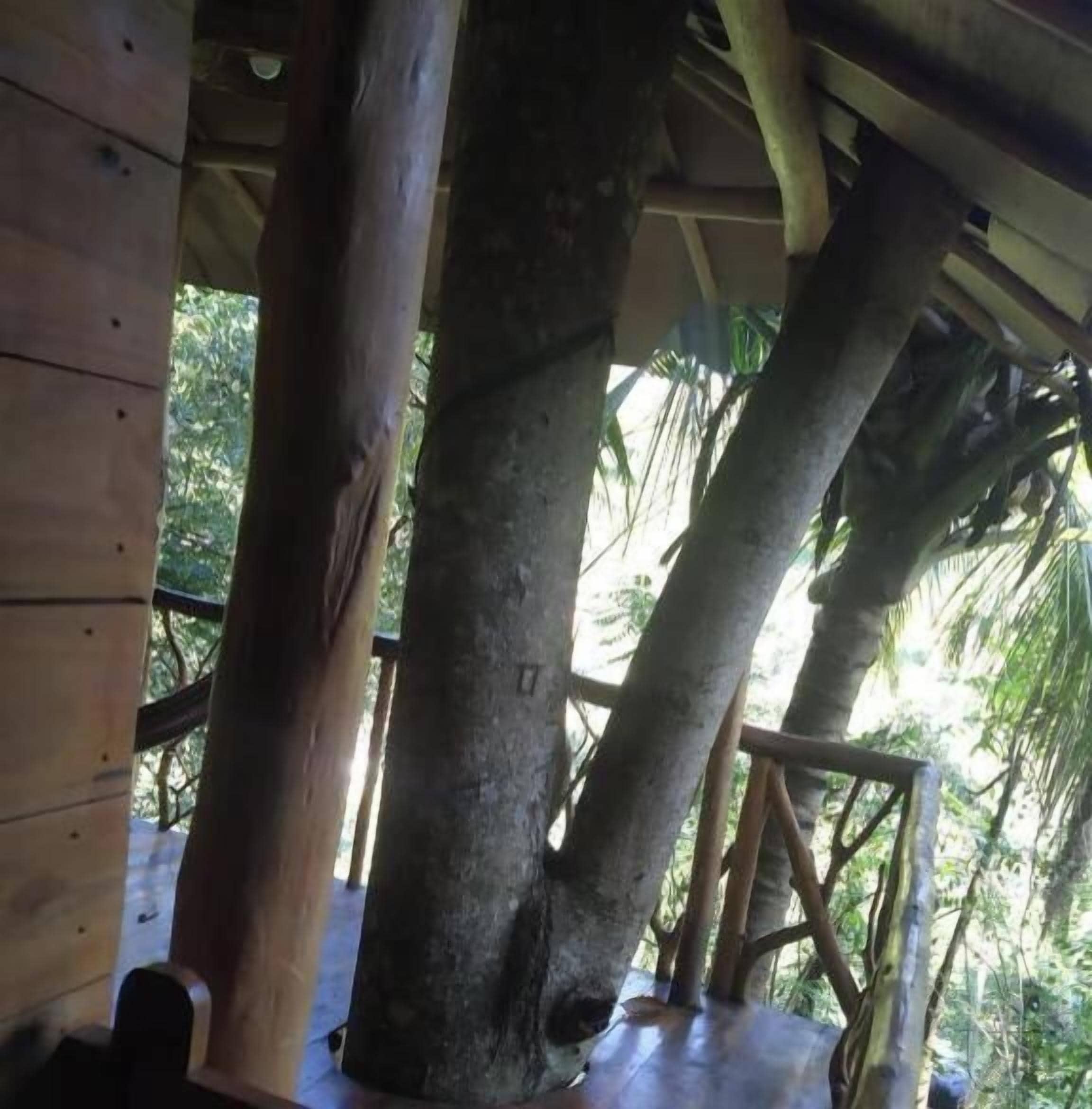 Standard Tree House, Hill View | Property grounds