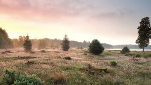 Eine natürliche Landschaft mit Bäumen und einem Gewässer in der Ferne.