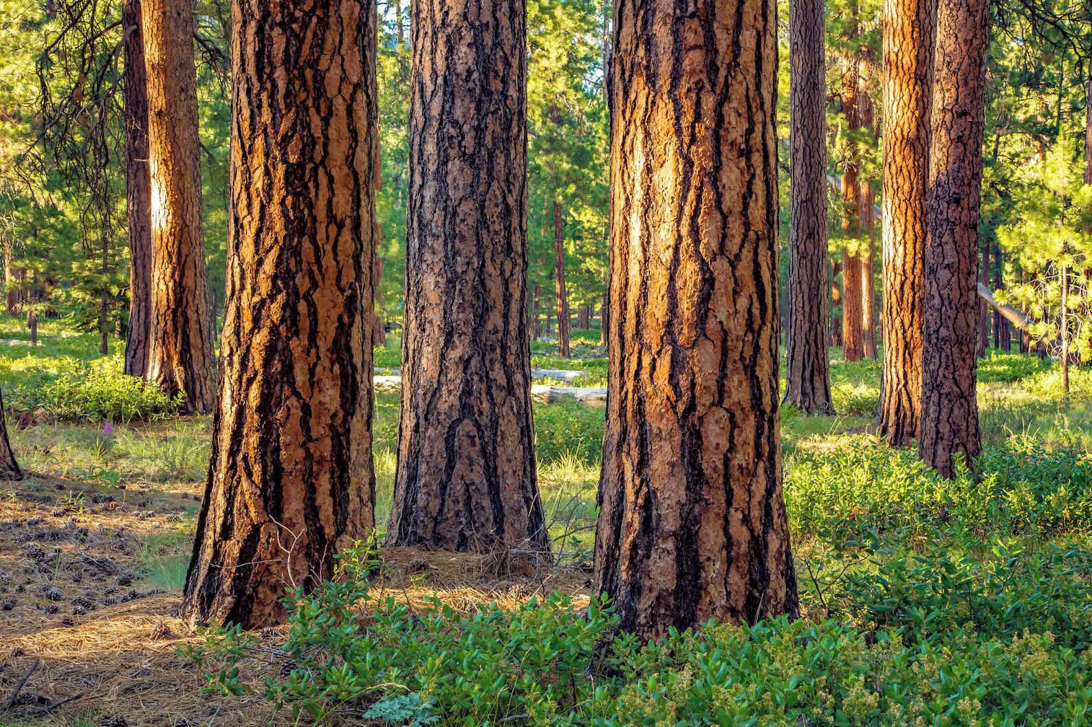 Un bosque con árboles altos y un sendero de tierra.