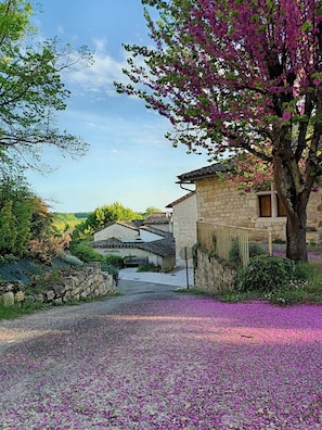 A rural stone building with a paved driveway and a tree with purple flowers.