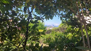 A vineyard with dense foliage and a distant mountain range.