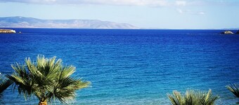 Blue Dolphin