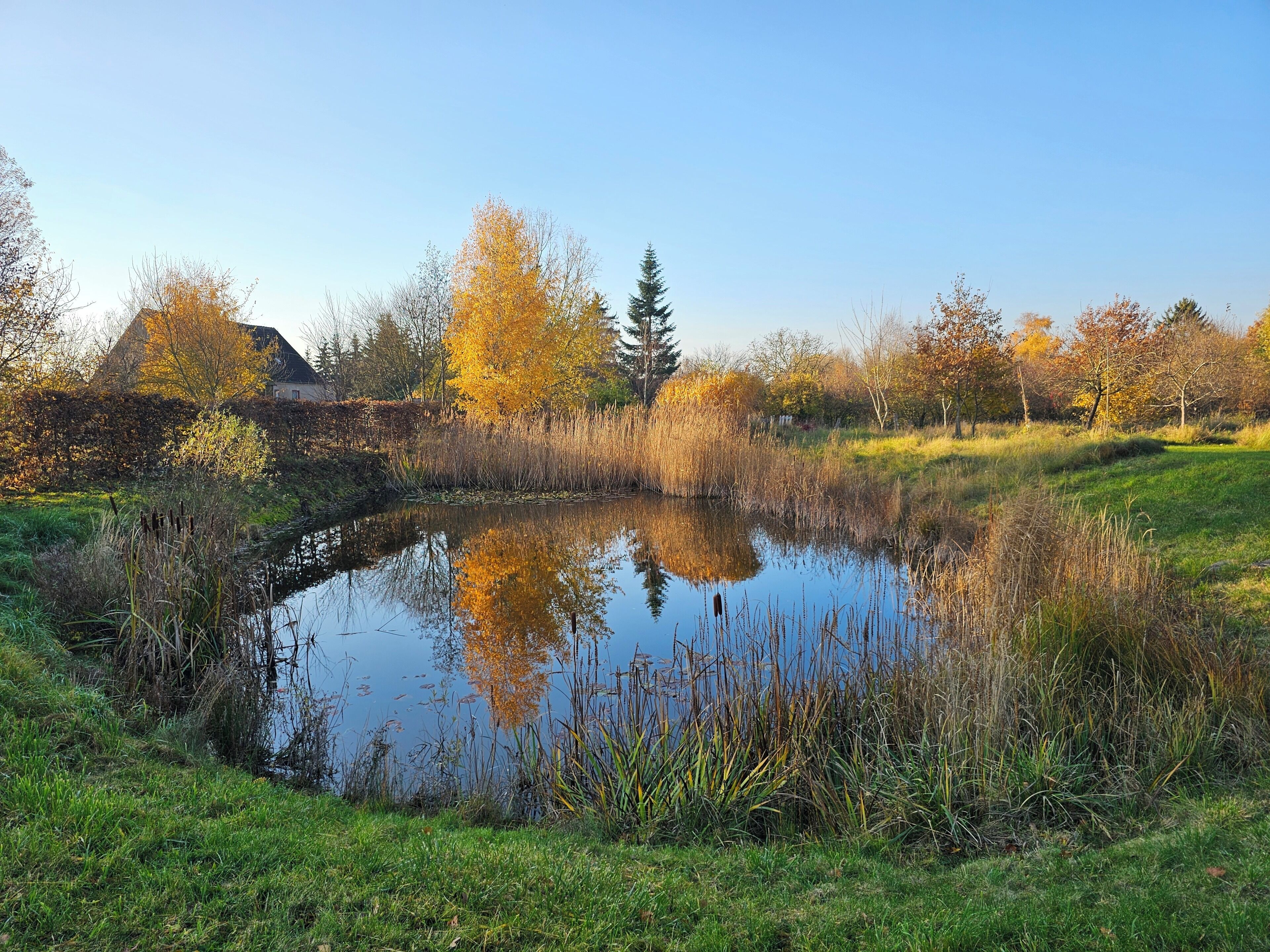 A pond surrounded by grass and trees with autumn foliage, reflecting the sky and nearby trees.