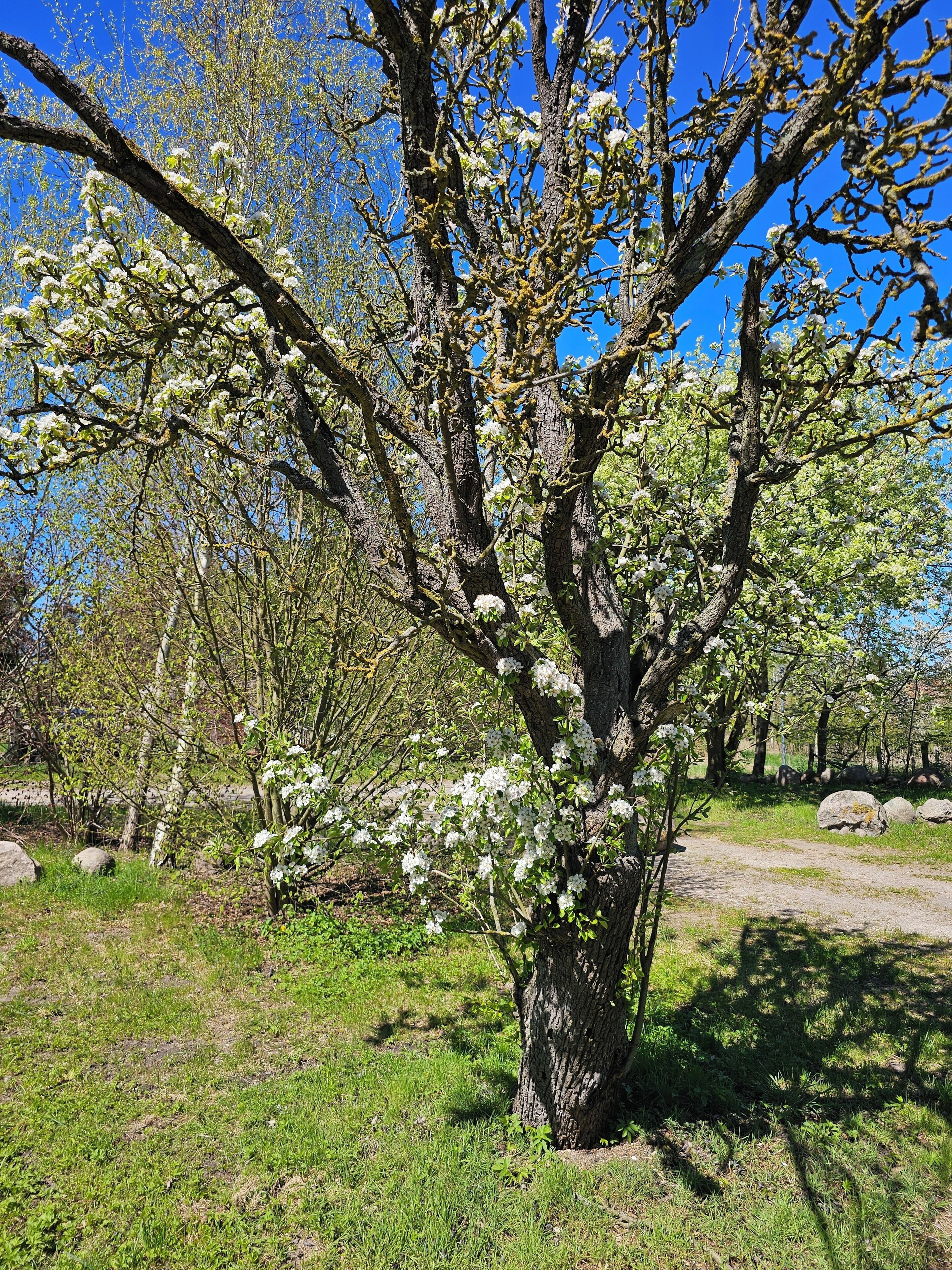 Eksteriør