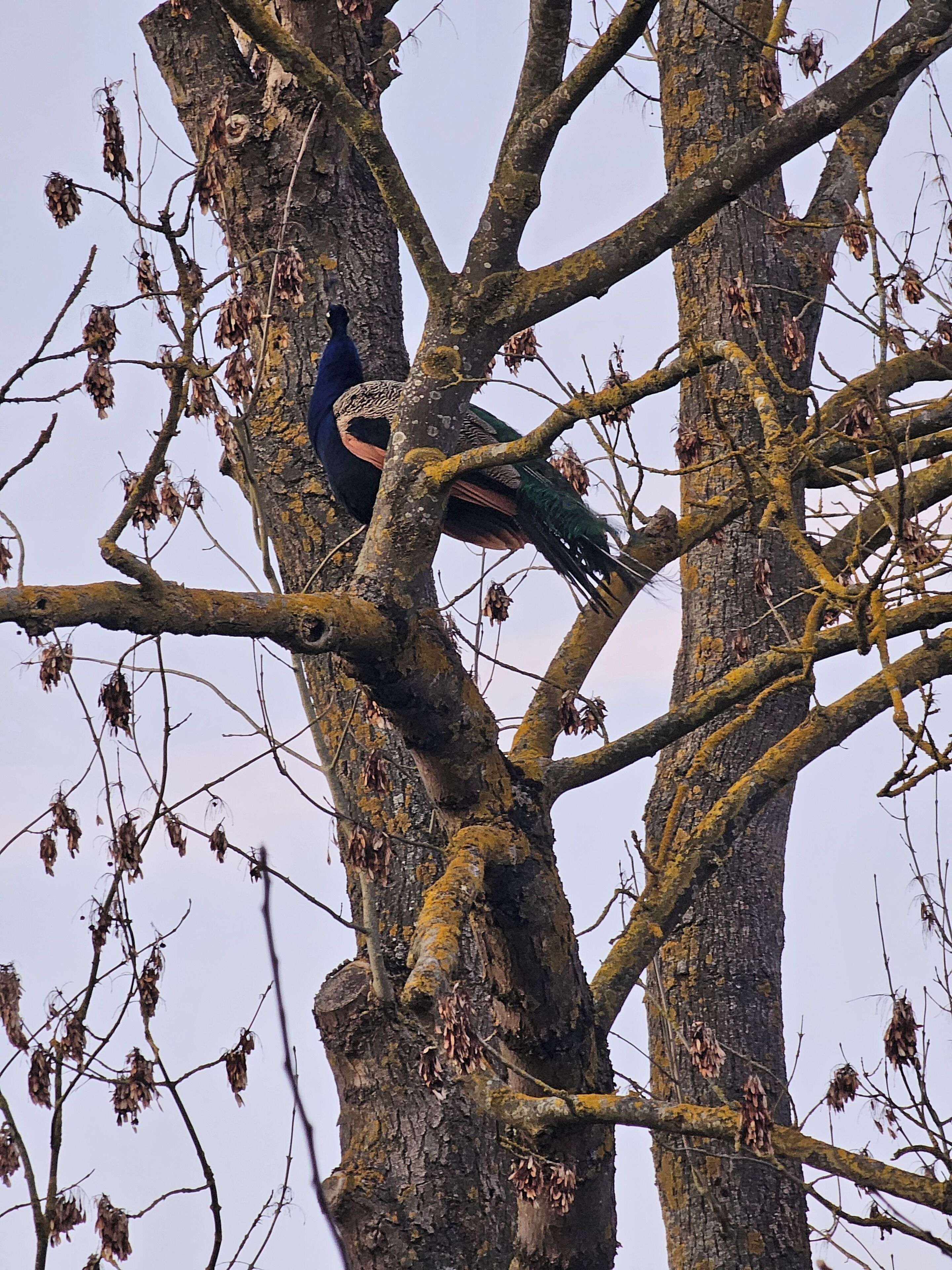 A bird perched on a tree branch with bare branches and lichen-covered trunks.