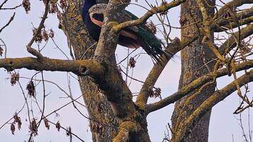 A bird perched on a tree branch with bare branches and lichen-covered trunks.