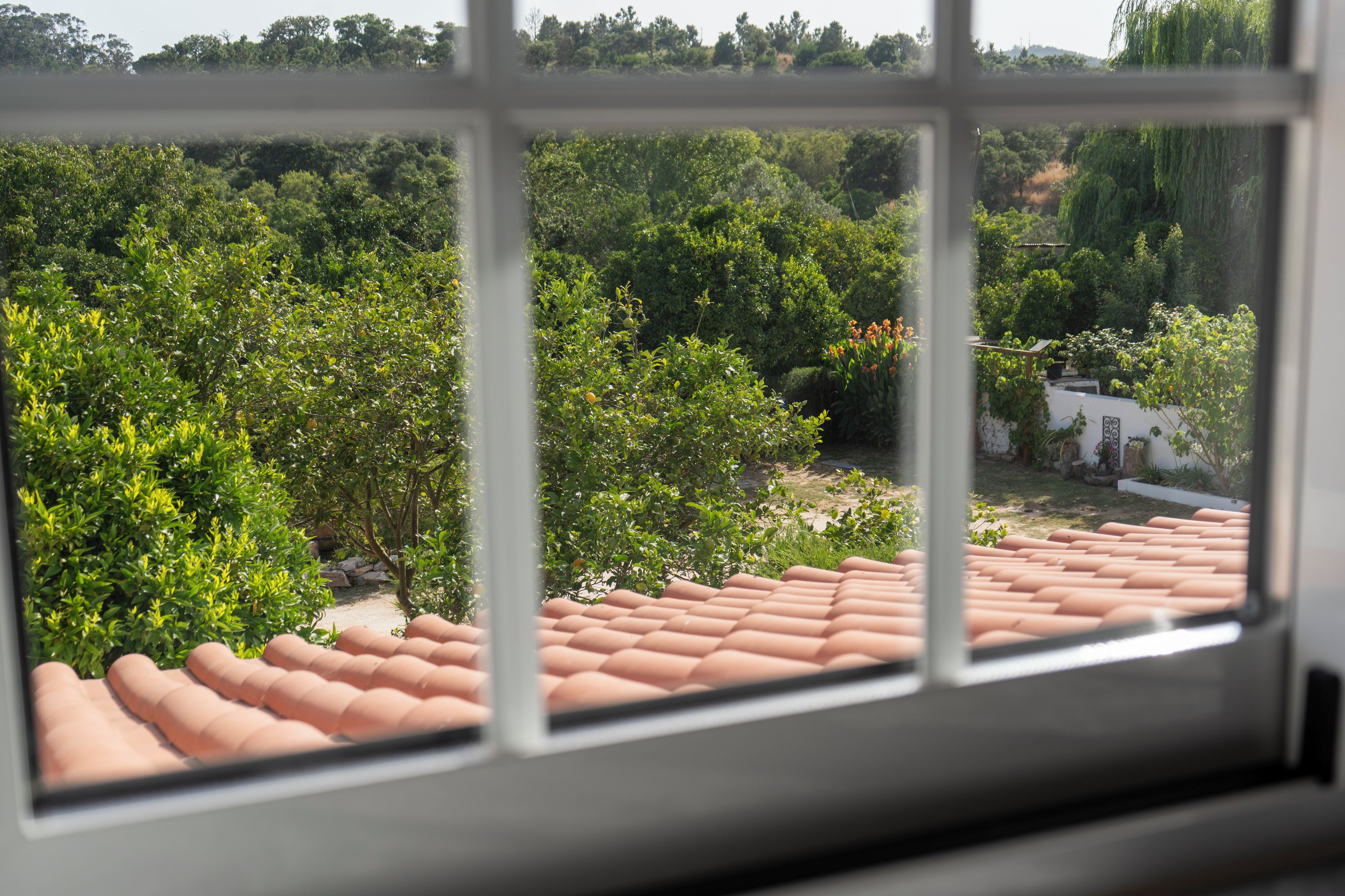 Vista a través de una ventana con techo de tejas, vegetación y un edificio blanco al fondo.