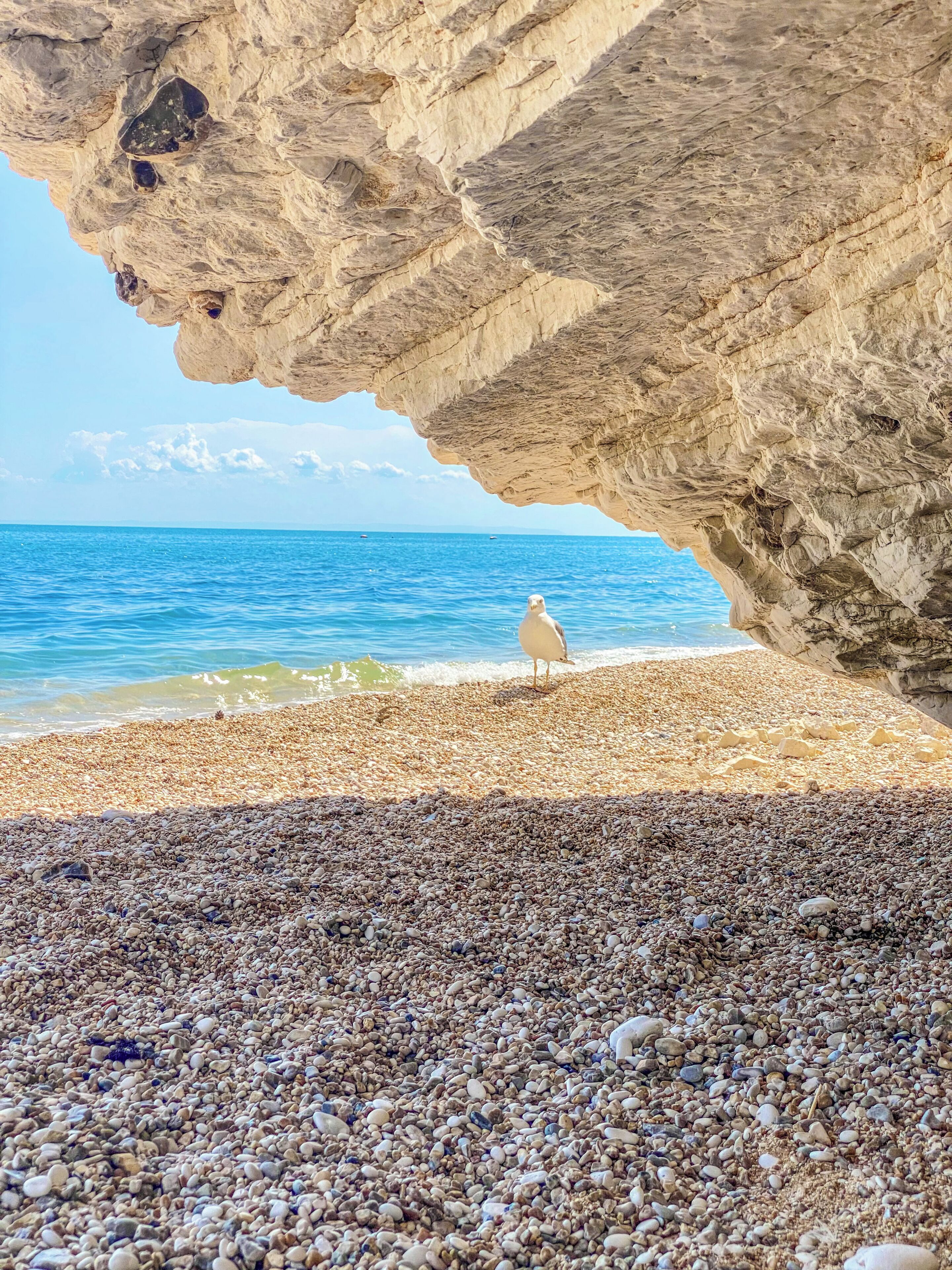 Une plage rocheuse, parsemée de galets, où l’on peut observer un oiseau de mer.