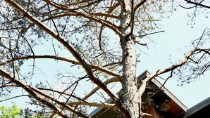 Una baita a più piani in legno con un balcone, ampie finestre e un albero sullo sfondo.