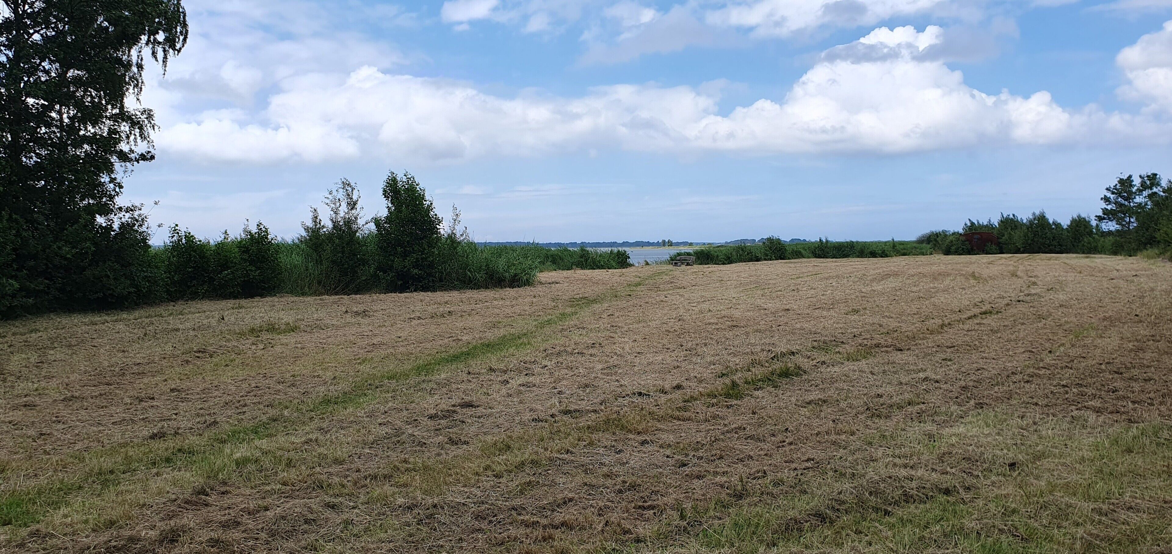 Ein Feld mit einem Gewässer in der Ferne, umgeben von Bäumen und Vegetation.