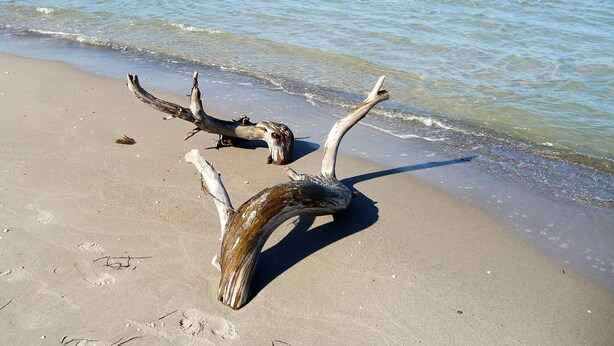 Driftwood on a sandy beach with the ocean in the background. - Family home near Darß—fireplace, patio, and plenty of space surrounded by nature (Pruchten)
