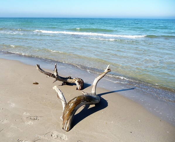 Driftwood on a sandy beach with the ocean in the background. - Family house near Darß - fireplace & terrace, quiet location, tastefully furnished. (Pruchten)