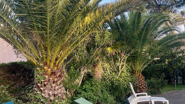 Une terrasse en bois avec deux chaises longues blanches, entourée d’une végétation luxuriante et de palmiers.