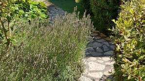 Un chemin de pierres mène à une piscine entourée d’une végétation luxuriante et de différentes espèces de plantes.