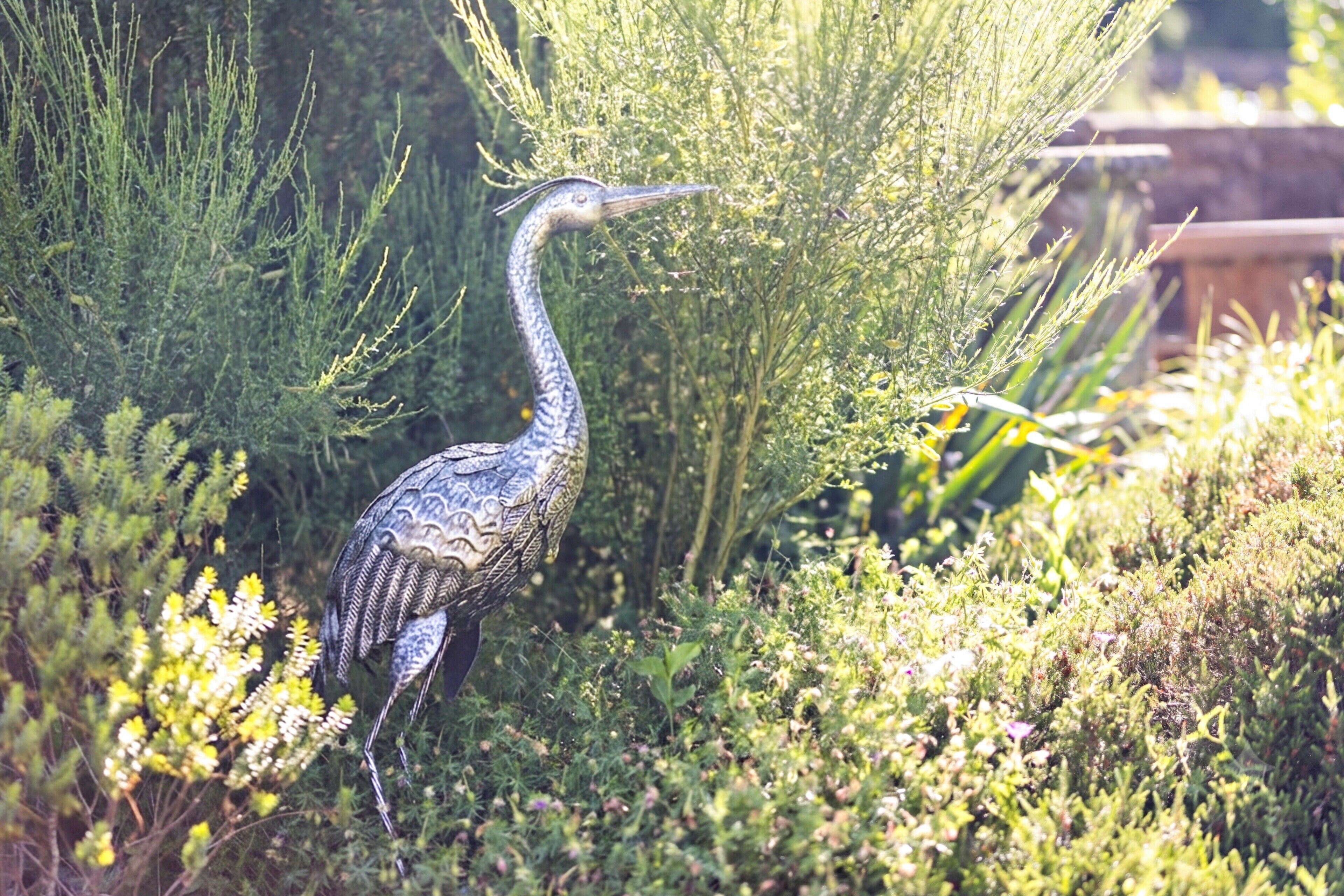 En fugl i et naturligt landskab med frodig vegetation.