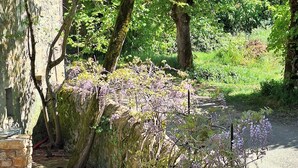 A stone pathway leading through a garden with a stone wall and trees. - Gîte le pigeonnier de la jalberterie (Varen)