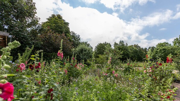 A garden with various plants and flowers. - Apartment "Hof Wuushöh" with Shared Garden, Balcony, and Wi-Fi (Stolk)