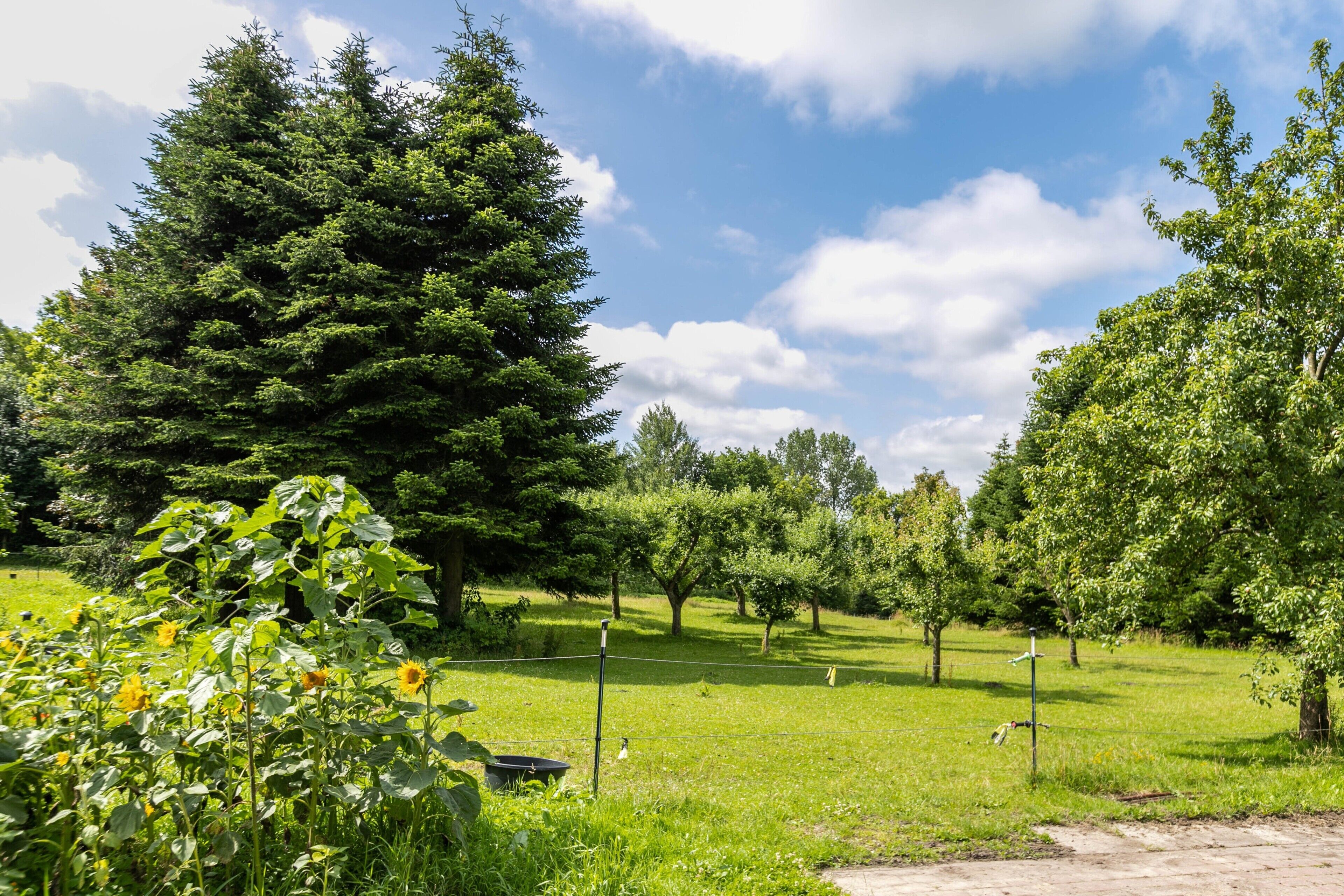 A park with a large evergreen tree, a grassy field, and a clear sky.