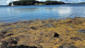 Una costa rocosa con algas marinas, un velero en el agua y una isla boscosa en la distancia.