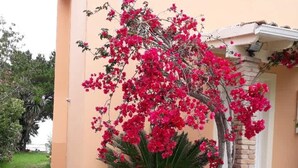 Ein Haus mit Garten, einem großen Ziertopf und einer blühenden Pflanze.