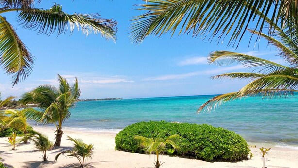 Une plage tropicale avec des palmiers, une eau d’un bleu limpide et une rive sablonneuse.