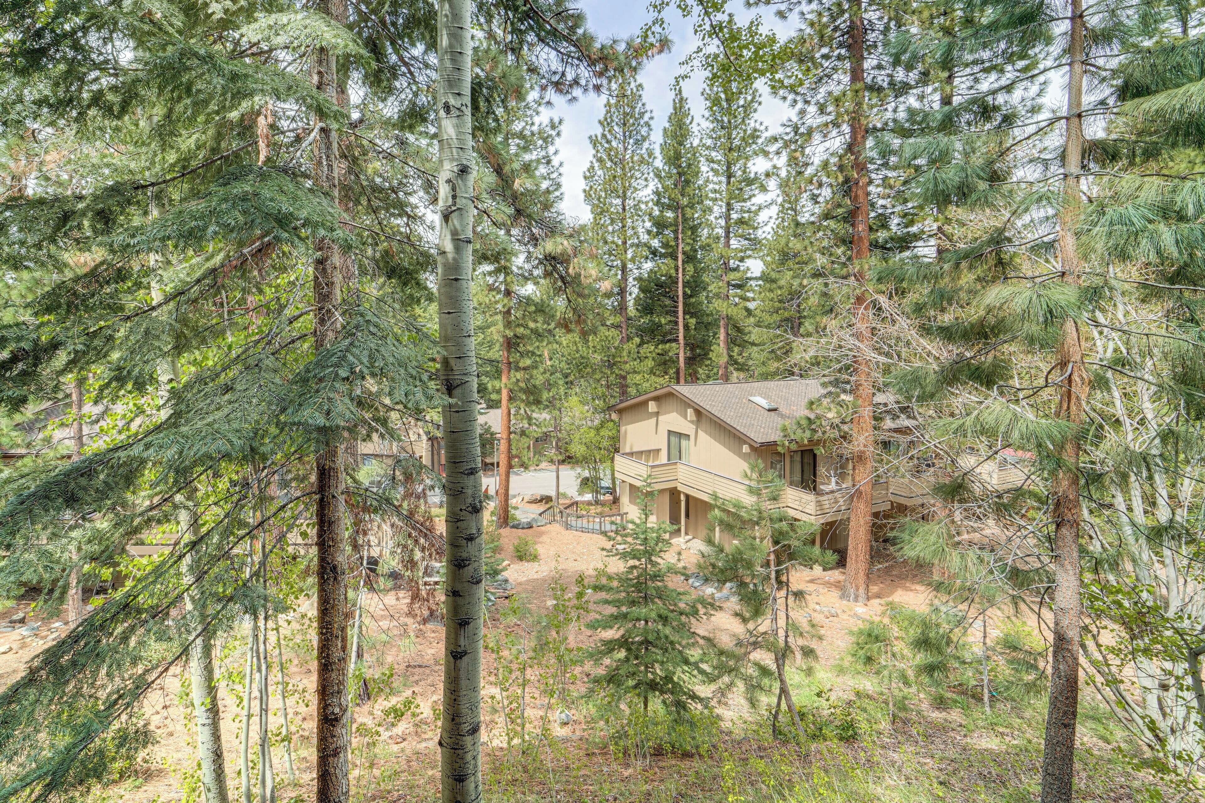 A house surrounded by tall pine trees.