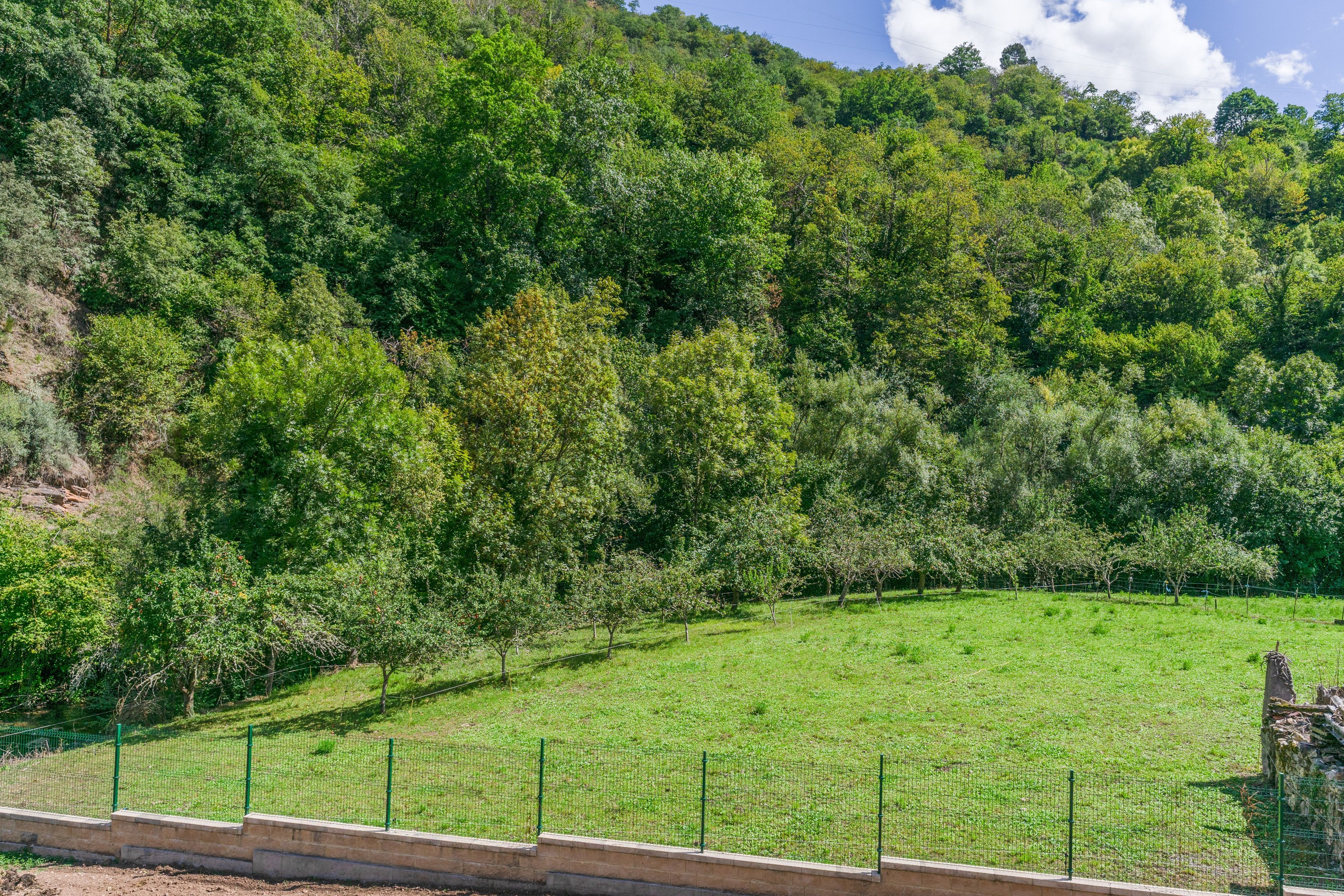 Un champ clôturé, avec des arbres et une colline en arrière-plan.