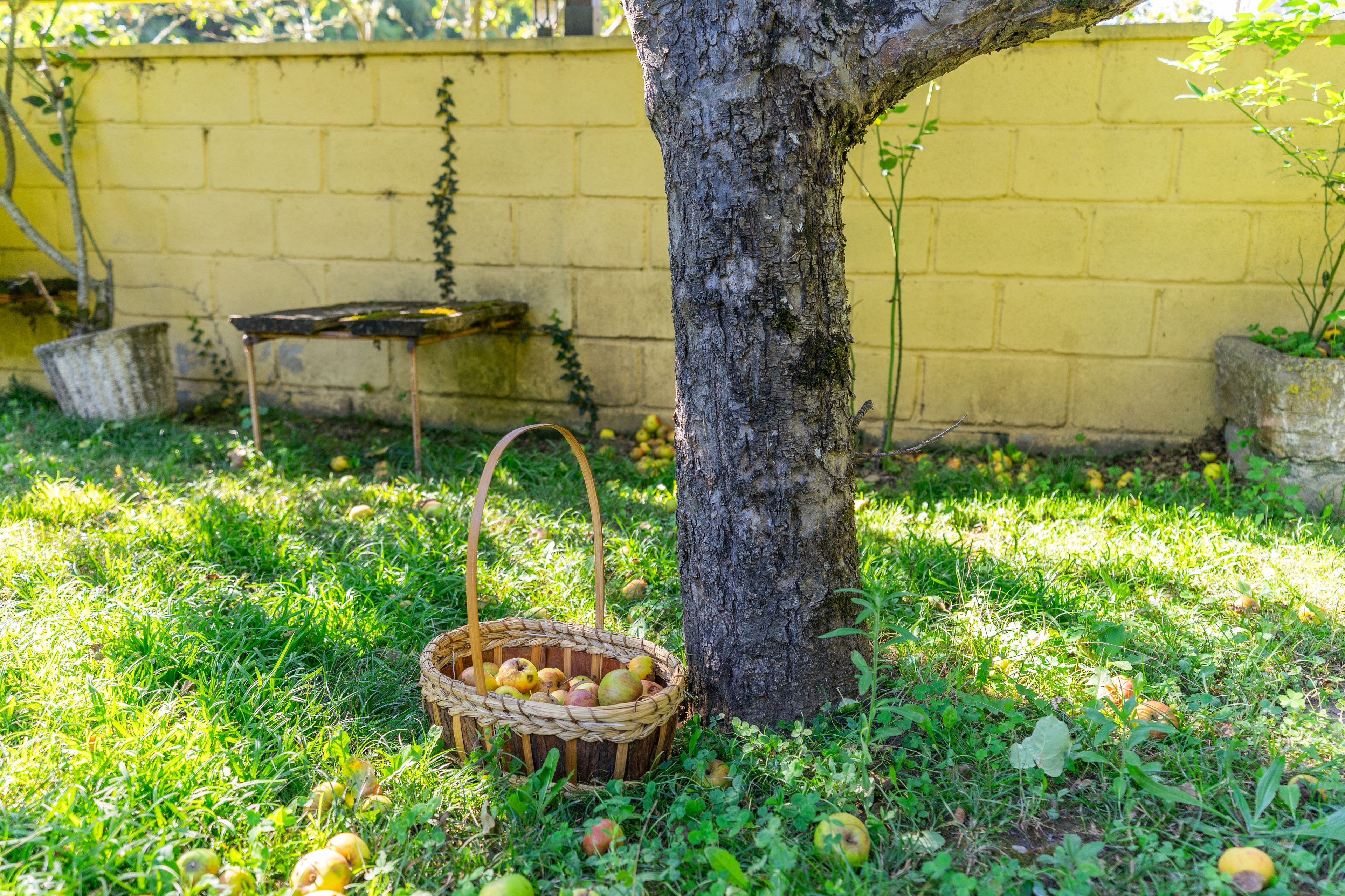 Un panier de pommes sous un arbre, avec un mur jaune en arrière-plan.