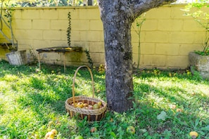 A basket of apples under a tree with a yellow wall in the background. - Apartment 'La Veiga 1' (La Riera)