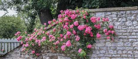 Un mur de pierre recouvert de plantes grimpantes aux fleurs roses.