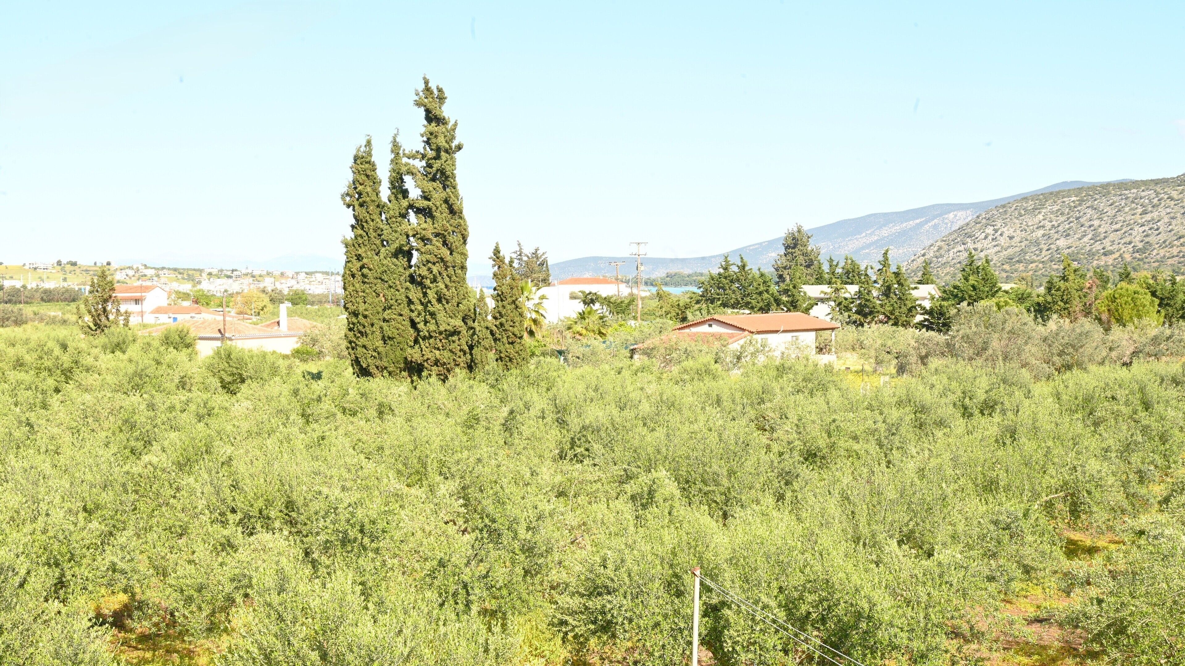 A rural landscape with a prominent tall tree, scattered houses, and a hilly background.
