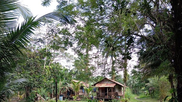 A rustic wooden structure surrounded by dense tropical foliage.