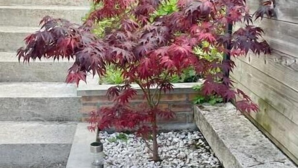 A small tree with red leaves in a planter on a brick ledge. - Cosy house with terrace near Rouen - Peace and comfort 10 min from the center (Amfreville-la-Mi-Voie)