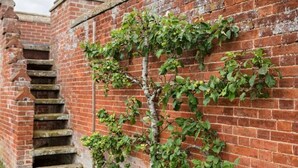 Eine Ziegelwand mit einer Kletterpflanze und einer Steintreppe.