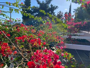A garden with red flowers and green leaves, a white fence, and trees in the background. - Villa-Agave, by the sea in Porto-Rafti outside ATH (Porto Rafti)