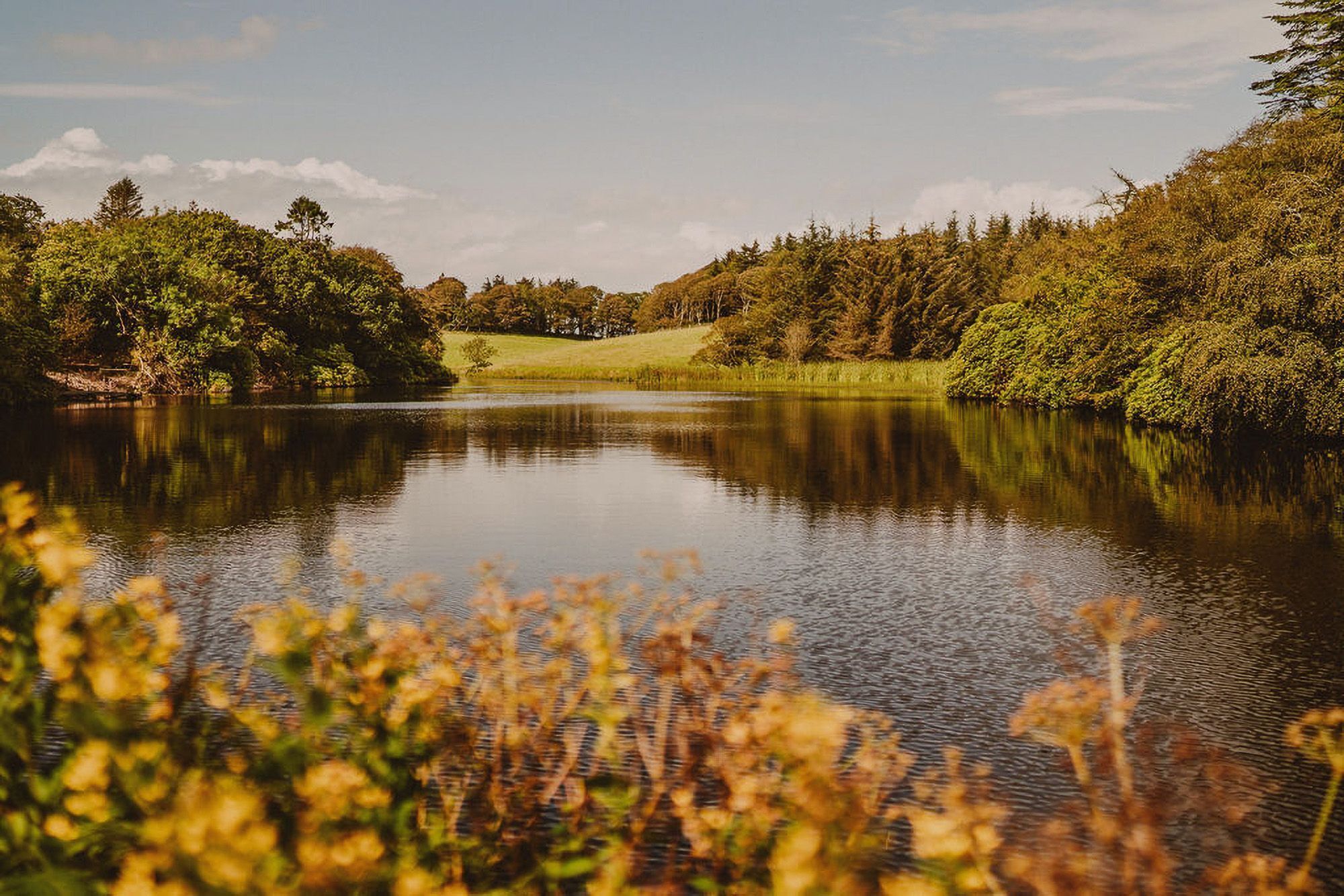 A calm lake surrounded by dense trees and a grassy area.