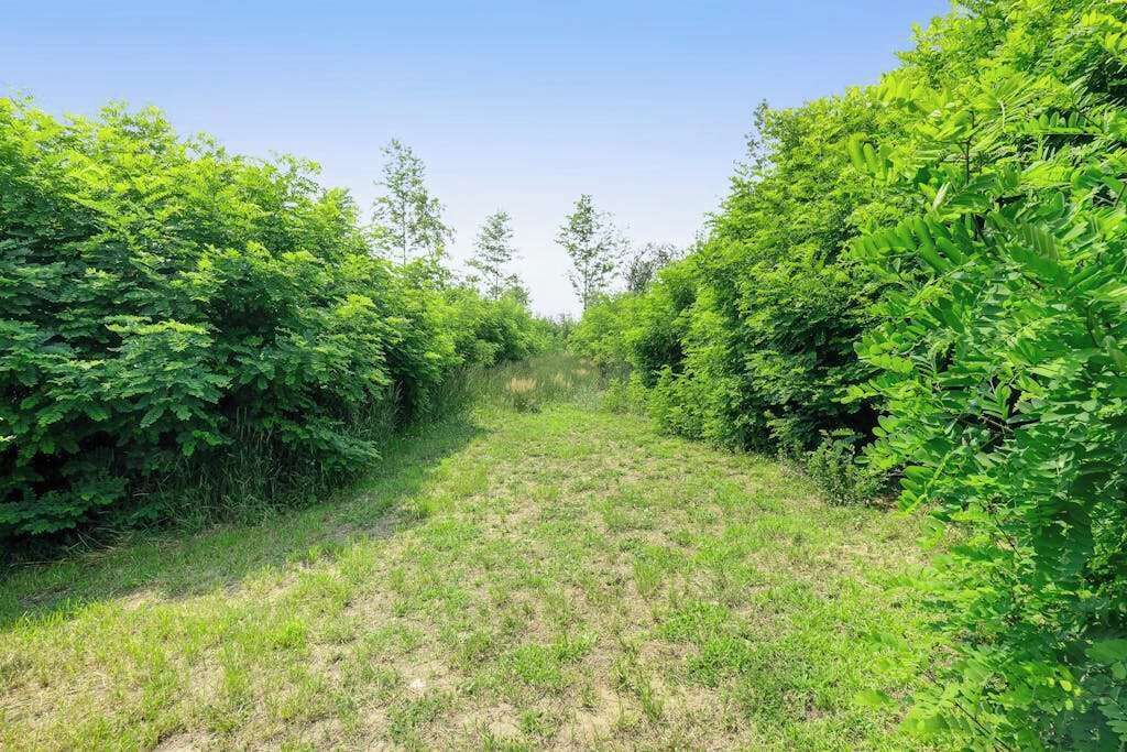 A narrow path flanked by dense green foliage, leading into a forested area.