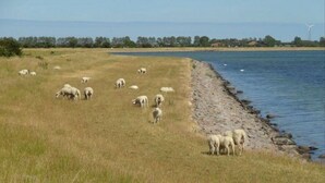 Un campo cubierto de hierba con una masa de agua y una costa rocosa.