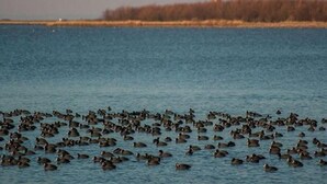 Una vasta distesa d'acqua con un faro all'orizzonte e un gruppo di uccelli in primo piano.