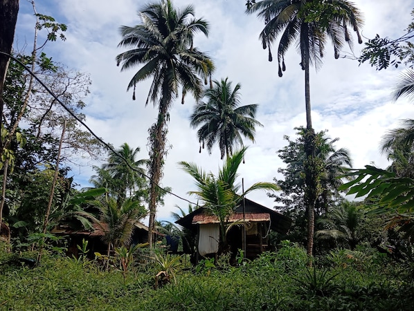 A rustic wooden house surrounded by lush greenery and tall palm trees.