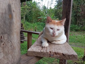 Cabin, 1 Bedroom, Smoking, Patio | Property grounds - Charming Cabin Retreat in Buenaventura With Garden & BBQ (Buenaventura)