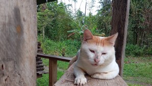 Eine Katze sitzt auf einer hölzernen Bank in einem Garten.