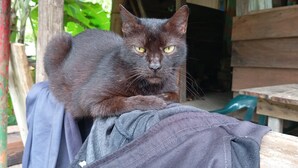Eine schwarze Katze sitzt auf einem Möbelstück.